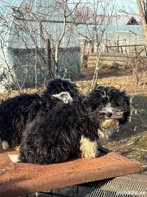 Caței bichon  - imagine 4