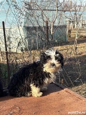 Caței bichon  - imagine 3