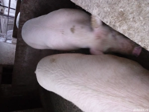 Porc gras de vanzare! - imagine 2