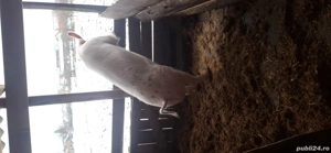 Porc de vânzare vier 