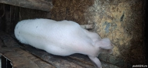 Porc de vânzare vier  - imagine 3