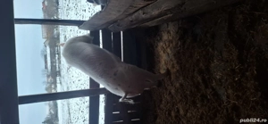 Porc de vânzare vier  - imagine 4