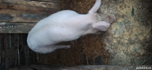 Porc de vânzare vier  - imagine 2