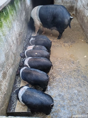 Vând purcei  - imagine 2