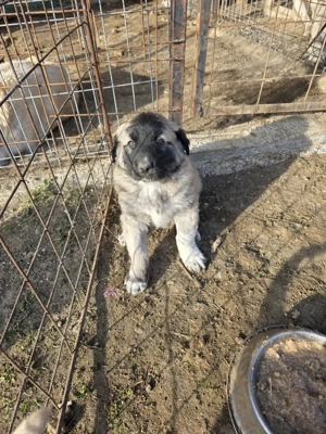 Pui de vanzare metis kangal cu ciobanesc - imagine 3
