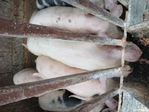 Vând purcei 500lei buc Mănăștiur timis   - imagine 4