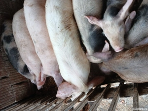 Vând purcei 500lei buc Mănăștiur timis   - imagine 5