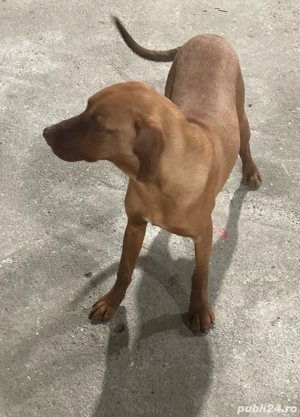 Viszla Maghiara - imagine 3