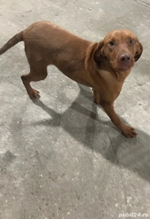 Viszla Maghiara - imagine 2