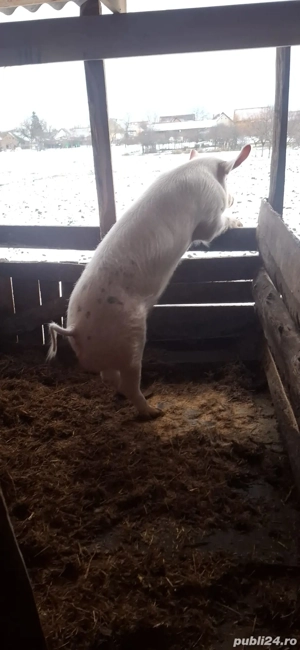 vier de vanzare rasă petriean cu landras  - imagine 2