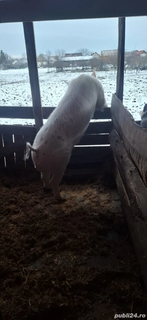 vier de vanzare rasă petriean cu landras 