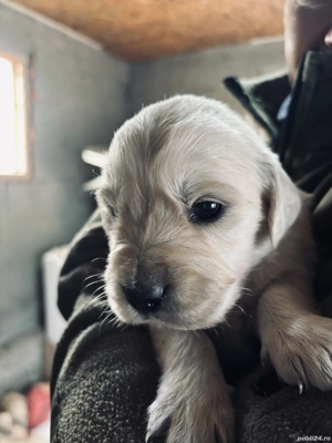 Vând Golden Retriever  - imagine 3