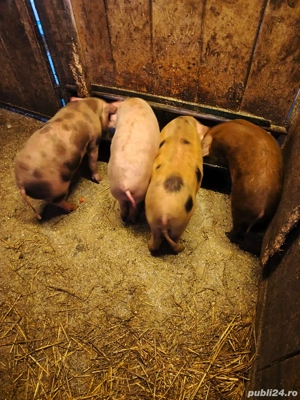 Vând 10 purcei,au timp de 9 săptămâni  - imagine 2