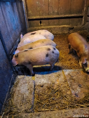 Vând 10 purcei,au timp de 9 săptămâni  - imagine 4