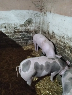 Vand scrofițe! - imagine 3