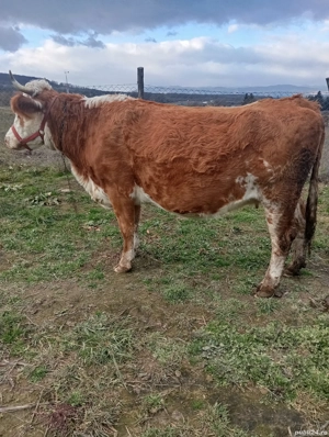 de vânzare o vaca gestanta în 6 luni 