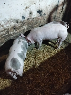 Vand scrofițe! - imagine 2