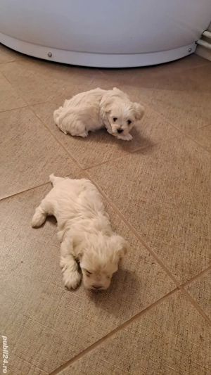 Vând bichon maltez o femelă si un mascul   - imagine 2