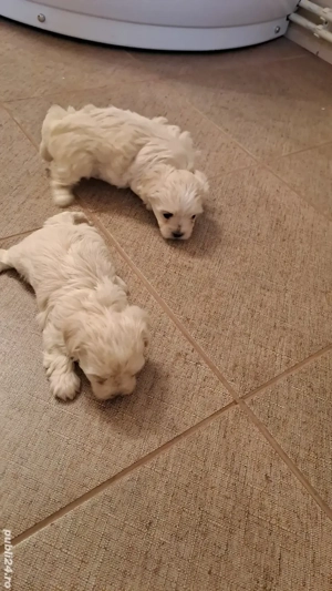 Vând bichon maltez o femelă si un mascul   - imagine 3