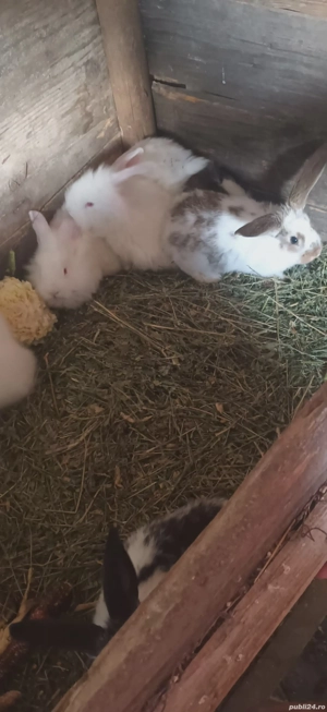 Iepurii de vânzare!!!