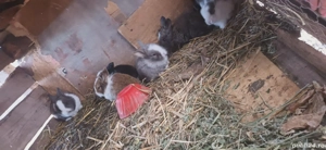 Iepurii de vânzare!!! - imagine 2