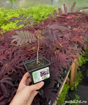 Albizia summer chocolate 