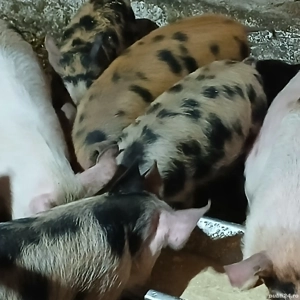 soldani 3 luni jumate  - imagine 7