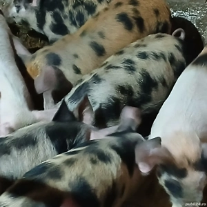 soldani 3 luni jumate  - imagine 3