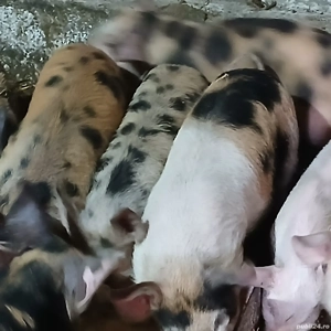 soldani 3 luni jumate  - imagine 4