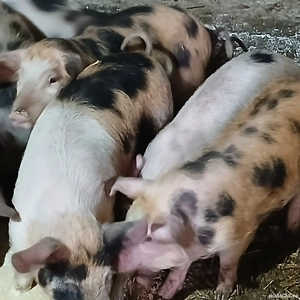 soldani 3 luni jumate  - imagine 8