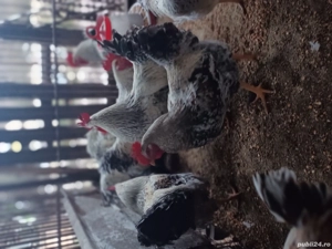 Vand cocosi de tara - imagine 3