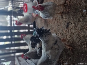 Vand cocosi de tara - imagine 4