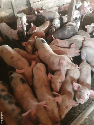 Purcei de vanzare  - imagine 2