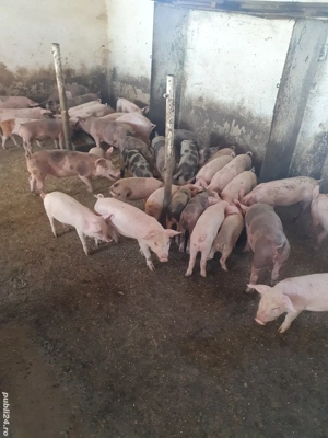 Purcei 20-50 kg - imagine 2