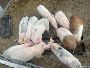 Vând grăsuni da 3 luni 