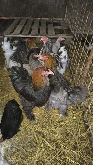 vand schimb cocoși brahma  - imagine 3