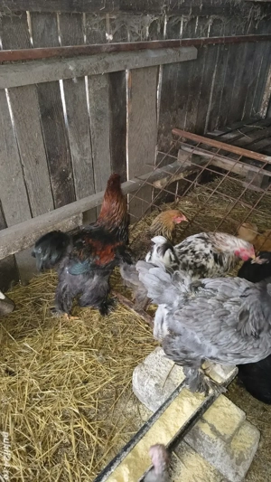 vand schimb cocoși brahma  - imagine 4