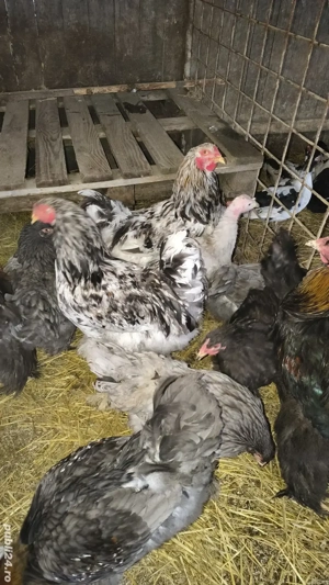 vand schimb cocoși brahma  - imagine 2