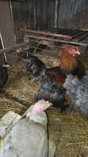 vand schimb cocoși brahma 