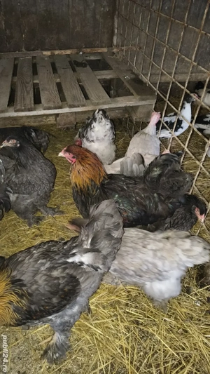 vand schimb cocoși brahma  - imagine 5