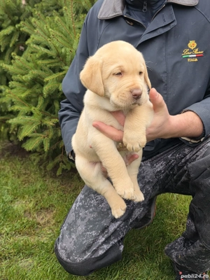 Labrador retriever - imagine 3