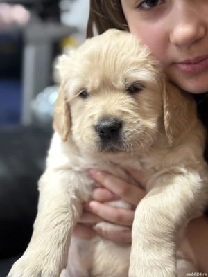 Fetita Golden Retriever - imagine 3