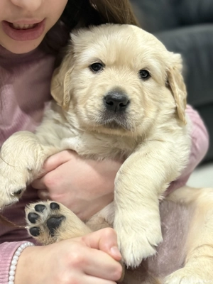 Băiețel Golden Retriever 