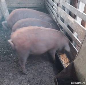 Vând grasune  purcele gestante  - imagine 3