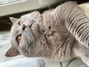 Motan British Shorthair Lila pentru pisicuțe, nu este de vânzare!  - imagine 2