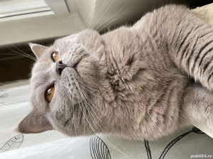Motan British Shorthair Lila pentru pisicuțe, nu este de vânzare! 