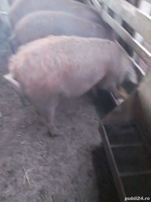 Vând grasune gestante 