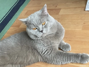 Motan British Shorthair Lila pentru pisicuțe, nu este de vânzare!  - imagine 3