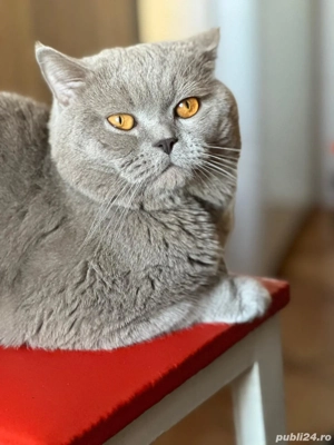 Motan British Shorthair Lila pentru pisicuțe, nu este de vânzare!  - imagine 4
