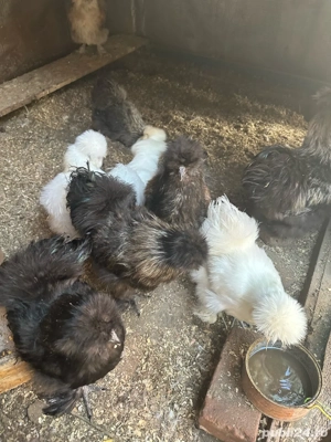 Oua de matase japoneza  - imagine 3